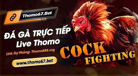 Đá gà trực tiếp 888 .